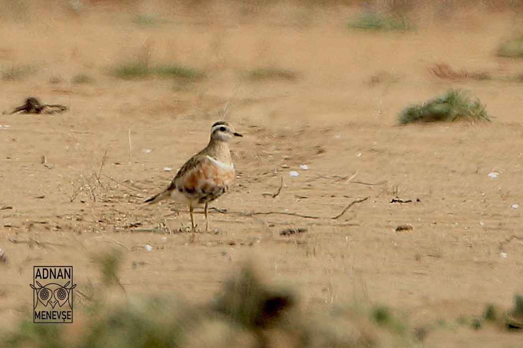 Eurasian Dotterel